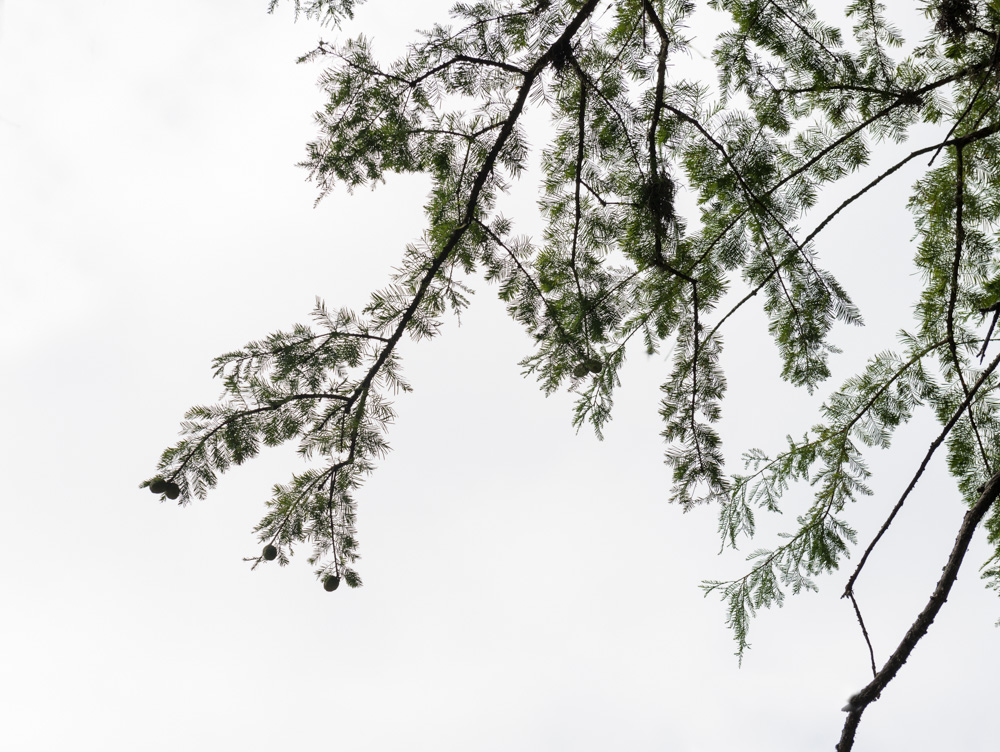 bald cypress branch, sky | Friends of Blue Hole